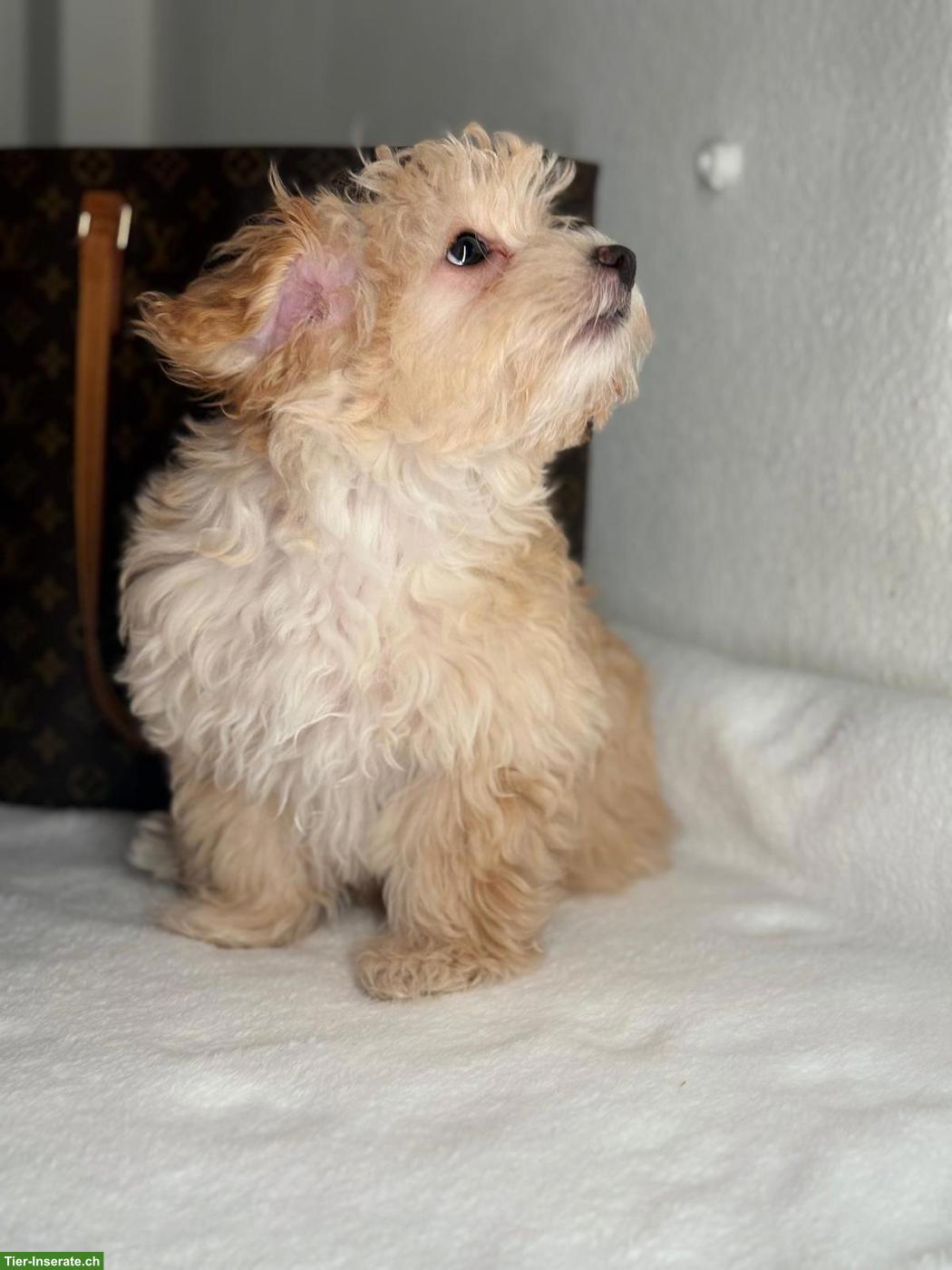 Bild 2: Maltipoo Welpe, Rüde "Pumba"