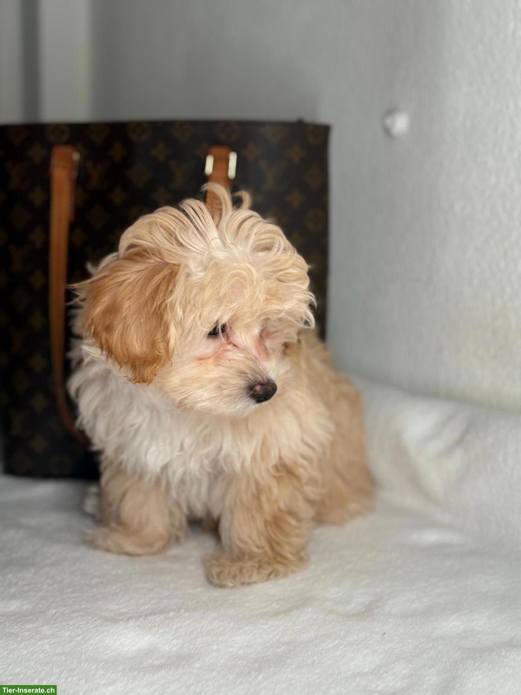 Bild 3: Maltipoo Welpe, Rüde "Pumba"