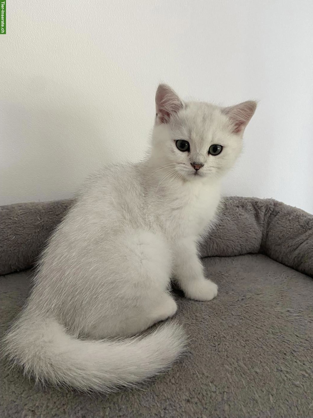 Bild 4: BKH Kitten mit Stammbaum