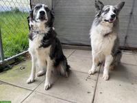 Wurfankündigung Border Collie