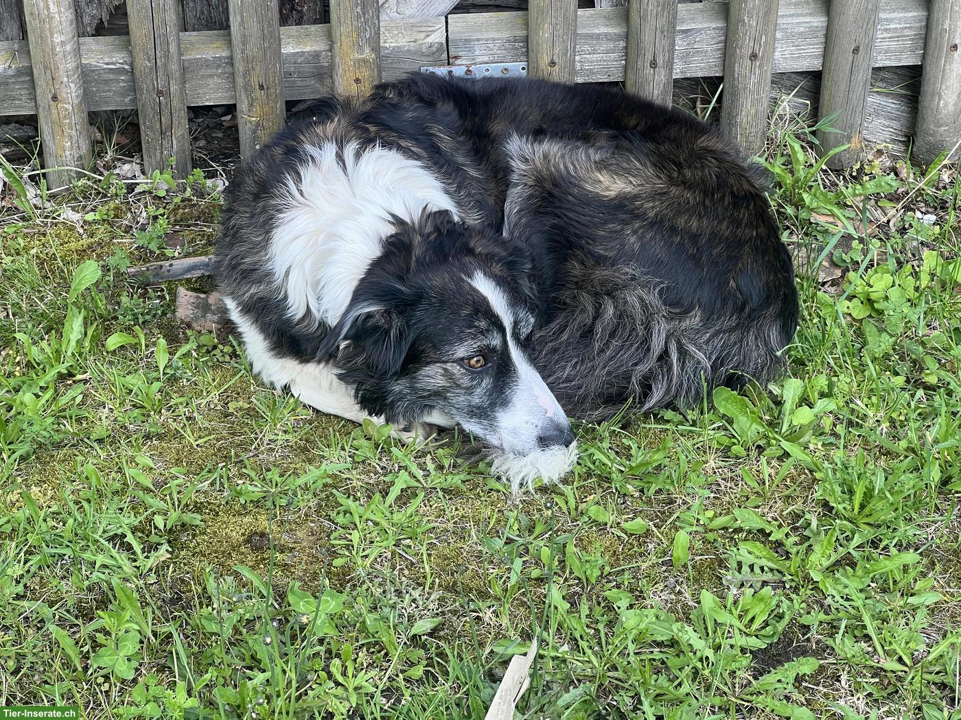 Bild 2: Wurfankündigung Border Collie