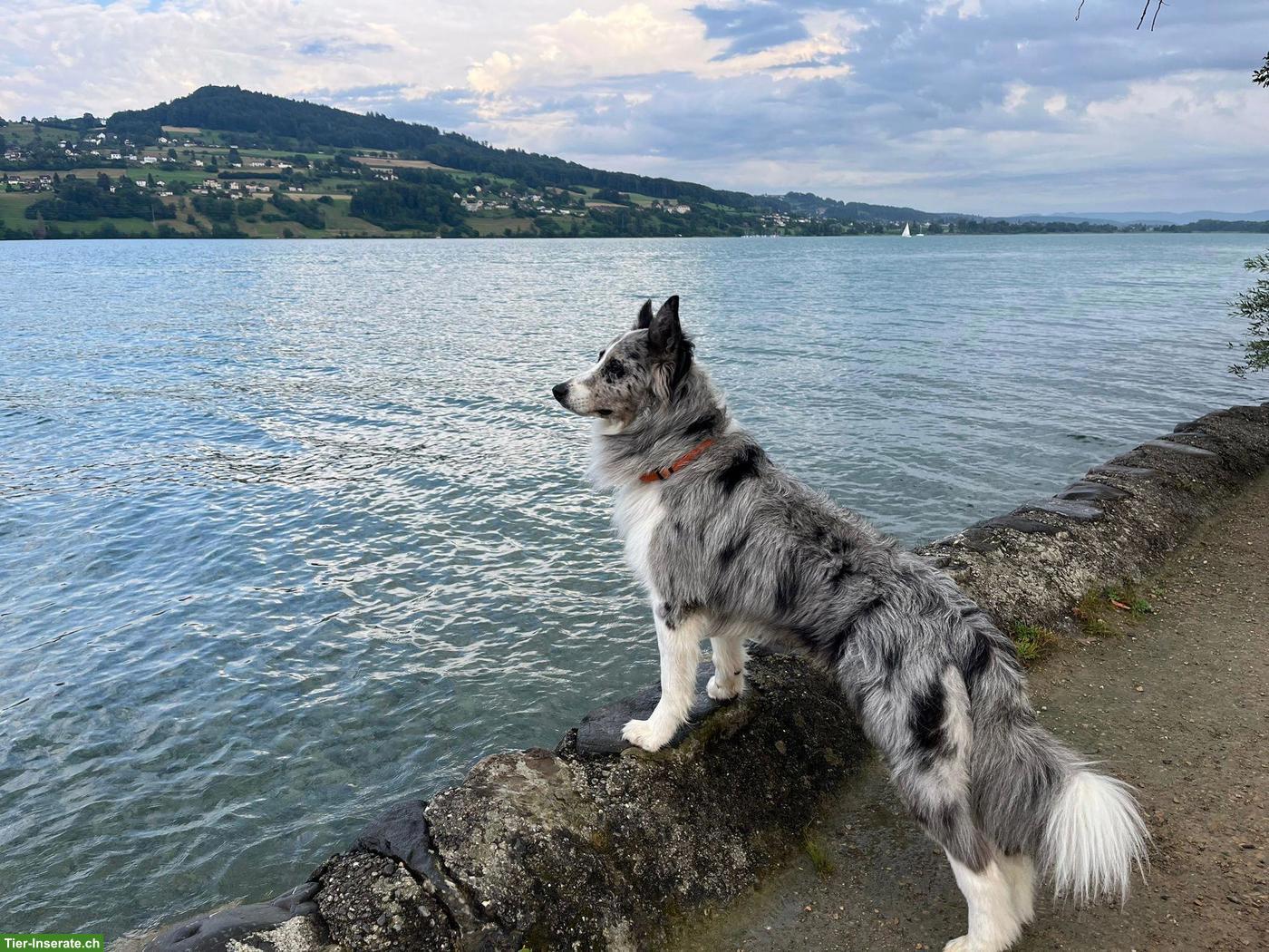 Bild 3: Wurfankündigung Border Collie