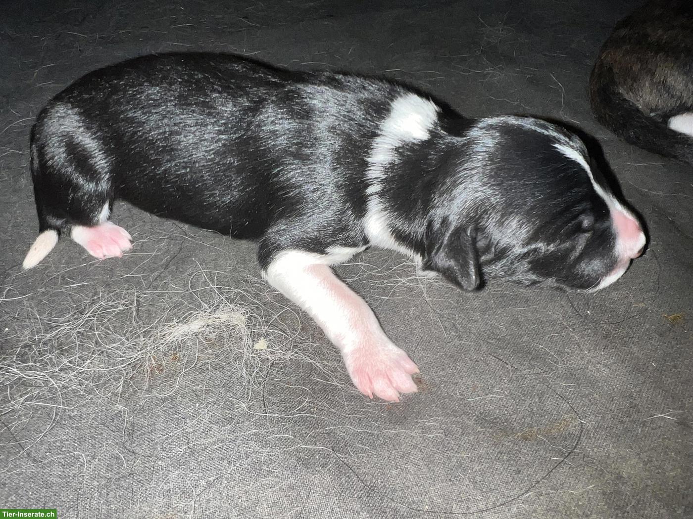Bild 5: Border Collie Welpen