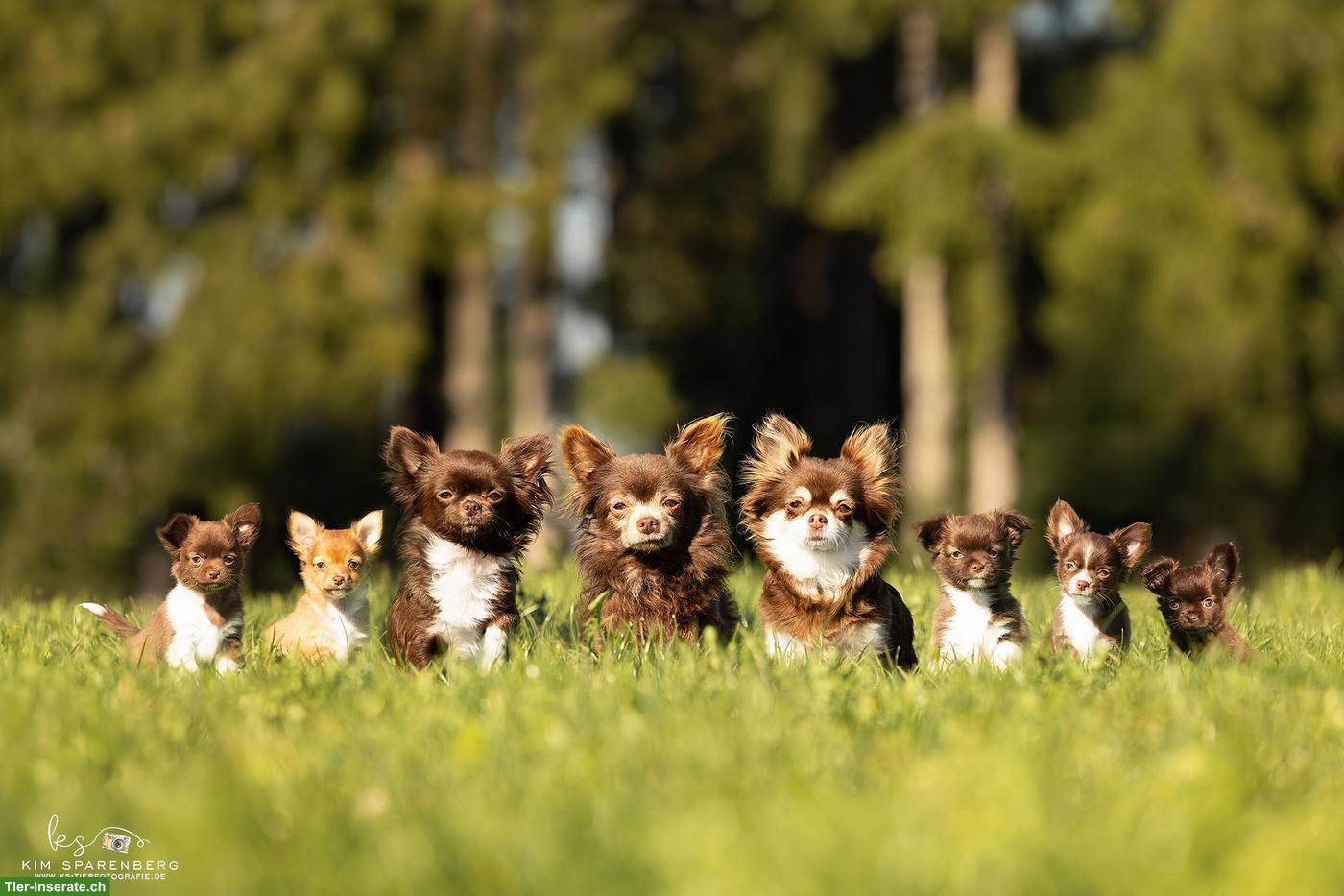 Wunderschöne Chihuahua Welpen Rüden in Schoko