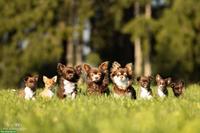 Wunderschöne Chihuahua Welpen Rüden in Schoko