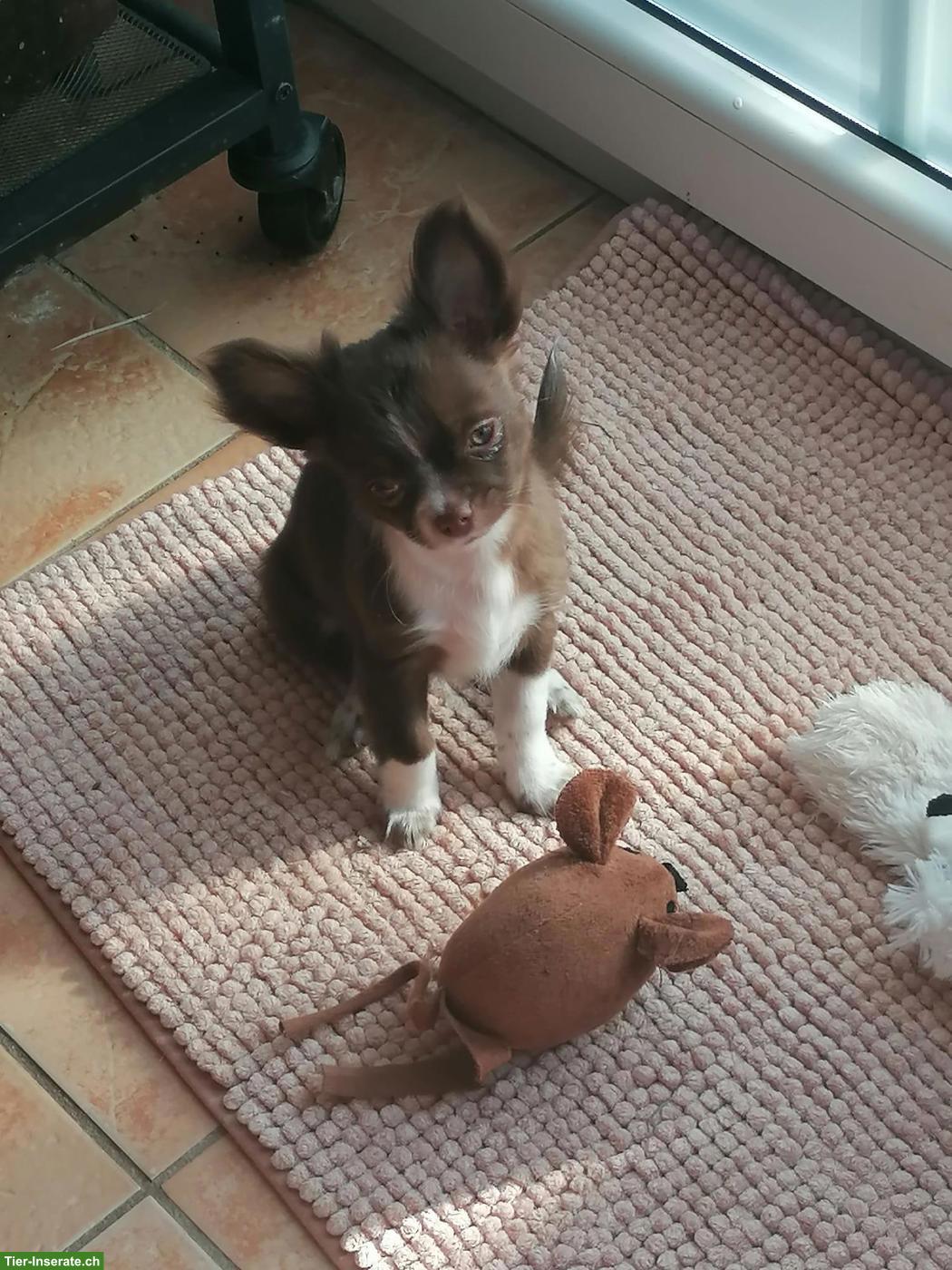 Bild 2: Wunderschöne Chihuahua Welpen Rüden in Schoko