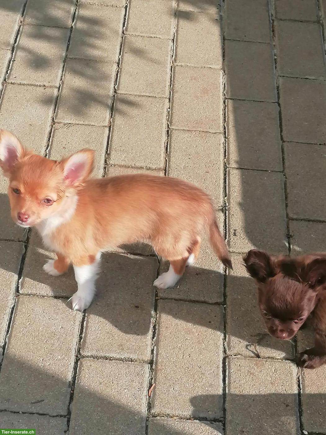 Bild 3: Wunderschöne Chihuahua Welpen Rüden in Schoko