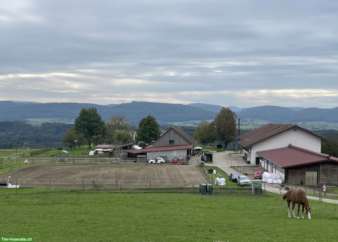 Bild 2: Offenstallplatz zu vermieten in Baden-Württemberg (Schweizer Grenze)