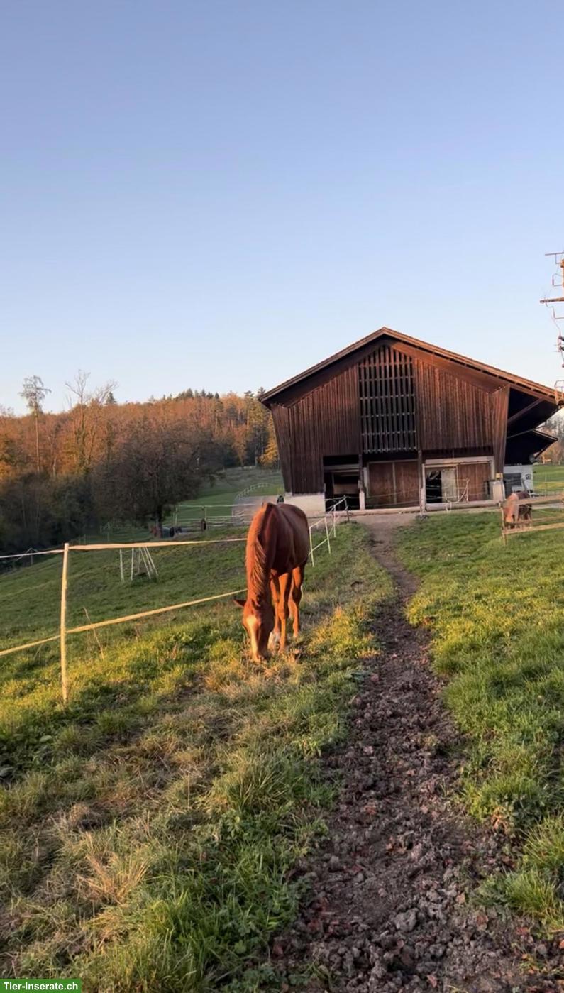 Bild 3: Offenstallplatz zu vermieten in Baden-Württemberg (Schweizer Grenze)