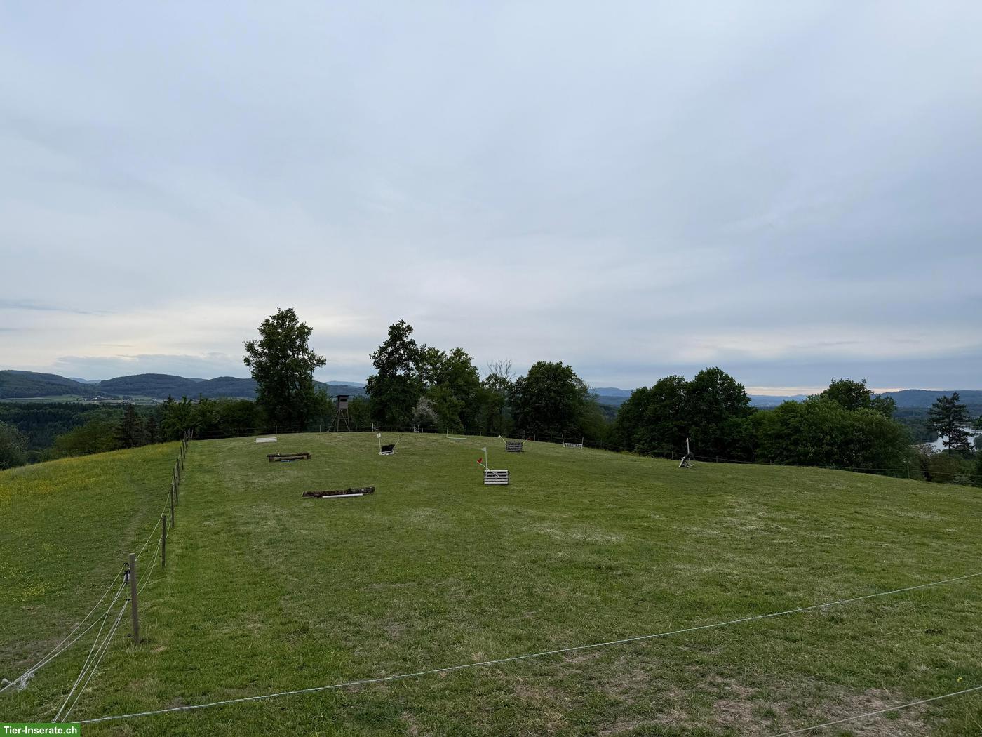 Bild 4: Offenstallplatz zu vermieten in Baden-Württemberg (Schweizer Grenze)