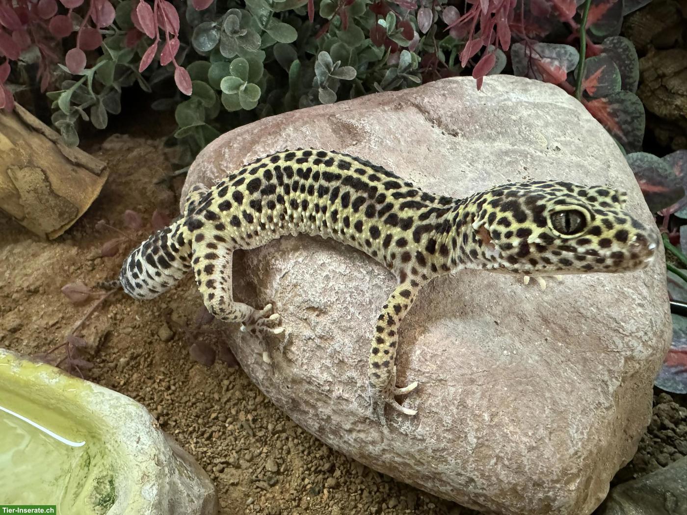 2 Leopardgeckos + vollausgestattete Terrarien zu verkaufen
