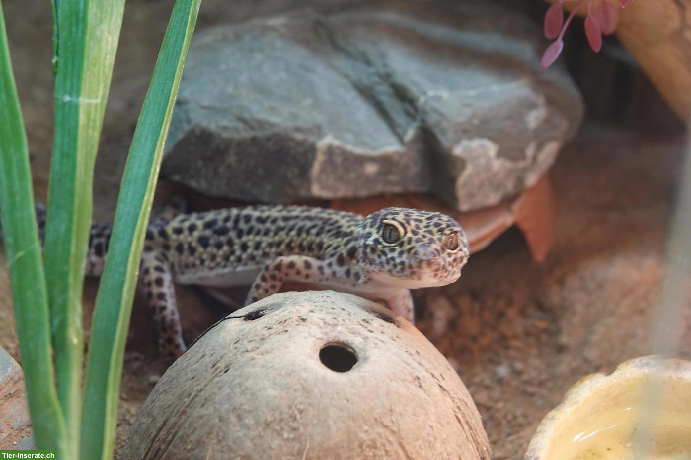 Bild 2: 2 Leopardgeckos + vollausgestattete Terrarien zu verkaufen
