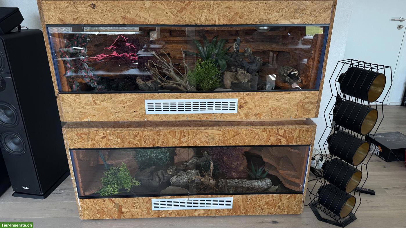 Bild 3: 2 Leopardgeckos + vollausgestattete Terrarien zu verkaufen