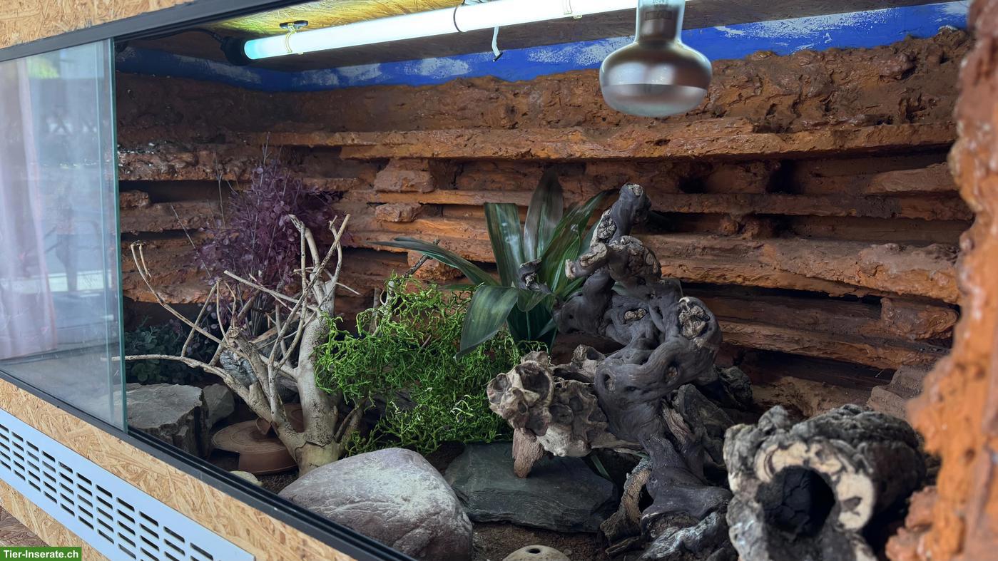 Bild 4: 2 Leopardgeckos + vollausgestattete Terrarien zu verkaufen