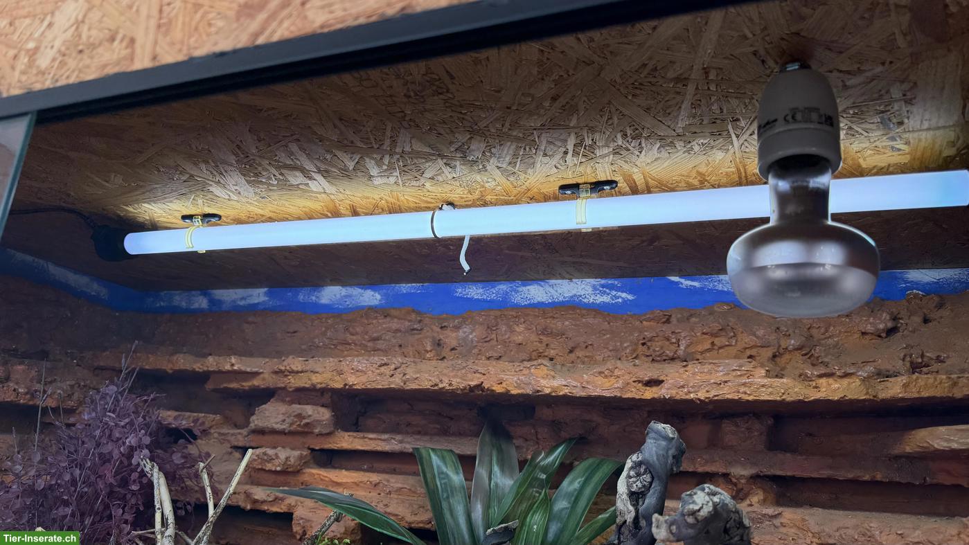 Bild 5: 2 Leopardgeckos + vollausgestattete Terrarien zu verkaufen