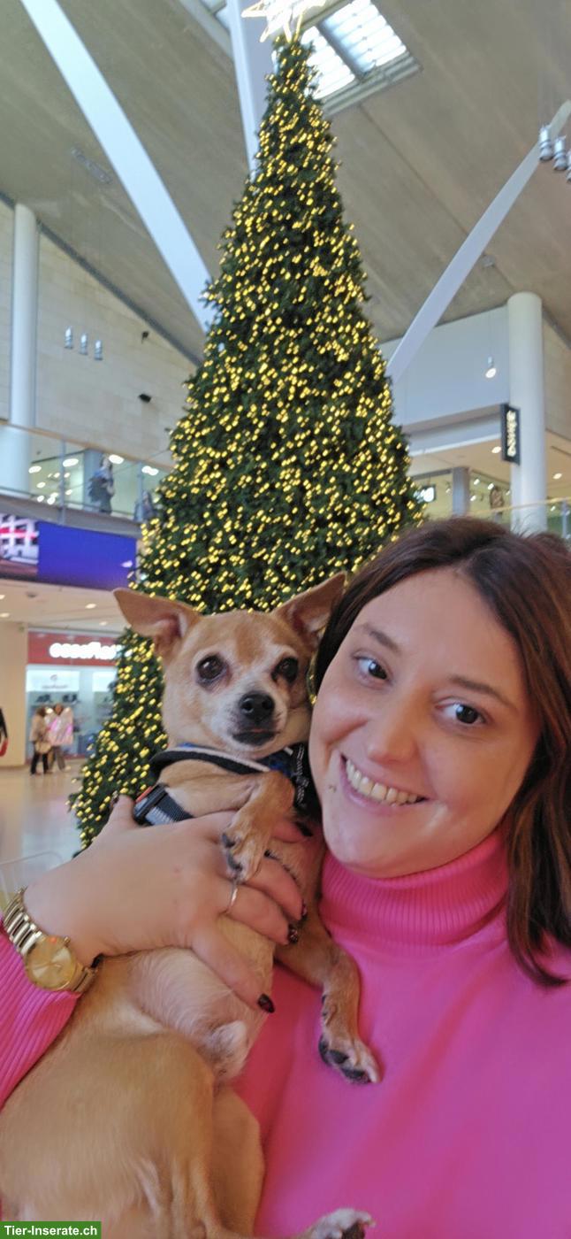 Hundebetreuung UND Ferienbetreuung in Mägenwil im Aargau