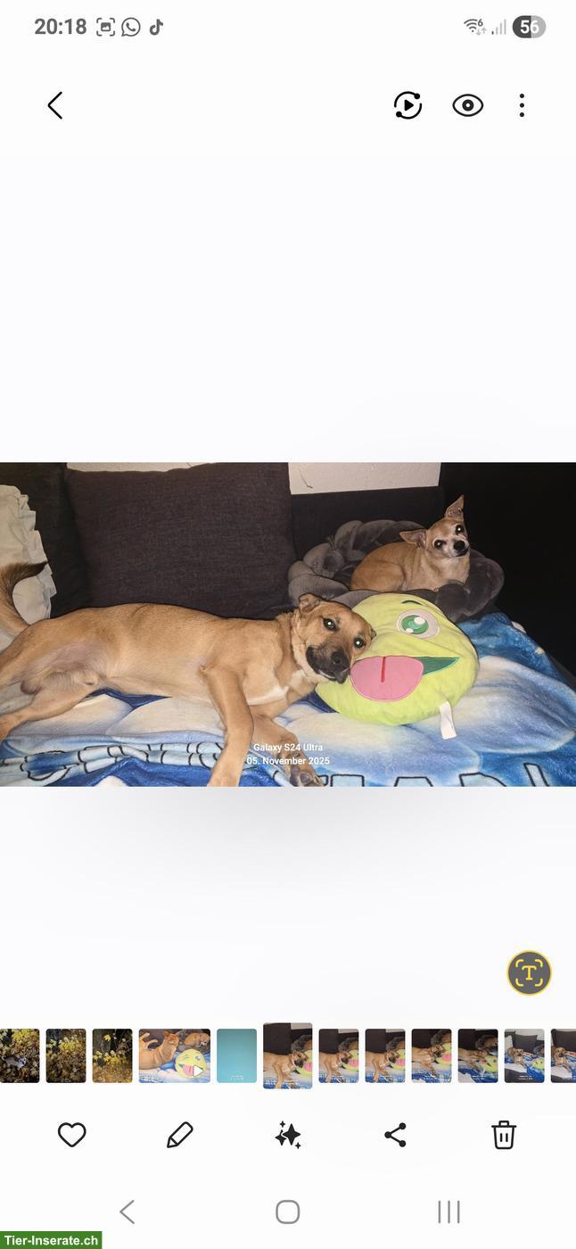 Bild 10: Hundebetreuung UND Ferienbetreuung in Mägenwil im Aargau