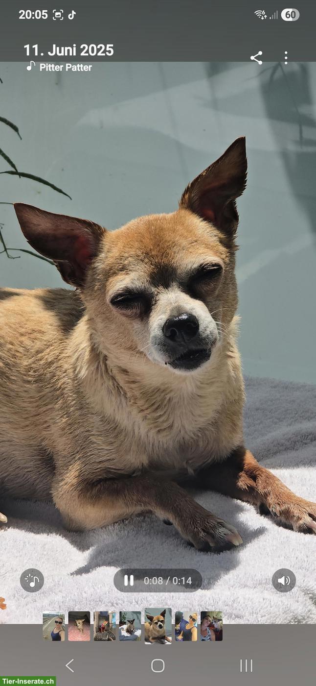 Bild 4: Hundebetreuung UND Ferienbetreuung in Mägenwil im Aargau