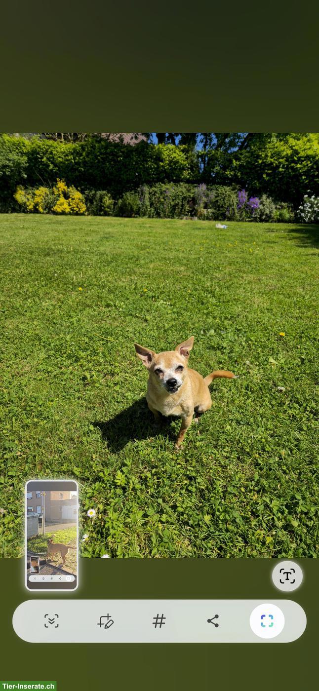 Bild 5: Hundebetreuung UND Ferienbetreuung in Mägenwil im Aargau