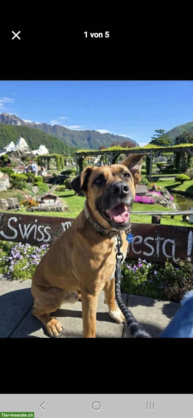 Bild 7: Hundebetreuung UND Ferienbetreuung in Mägenwil im Aargau