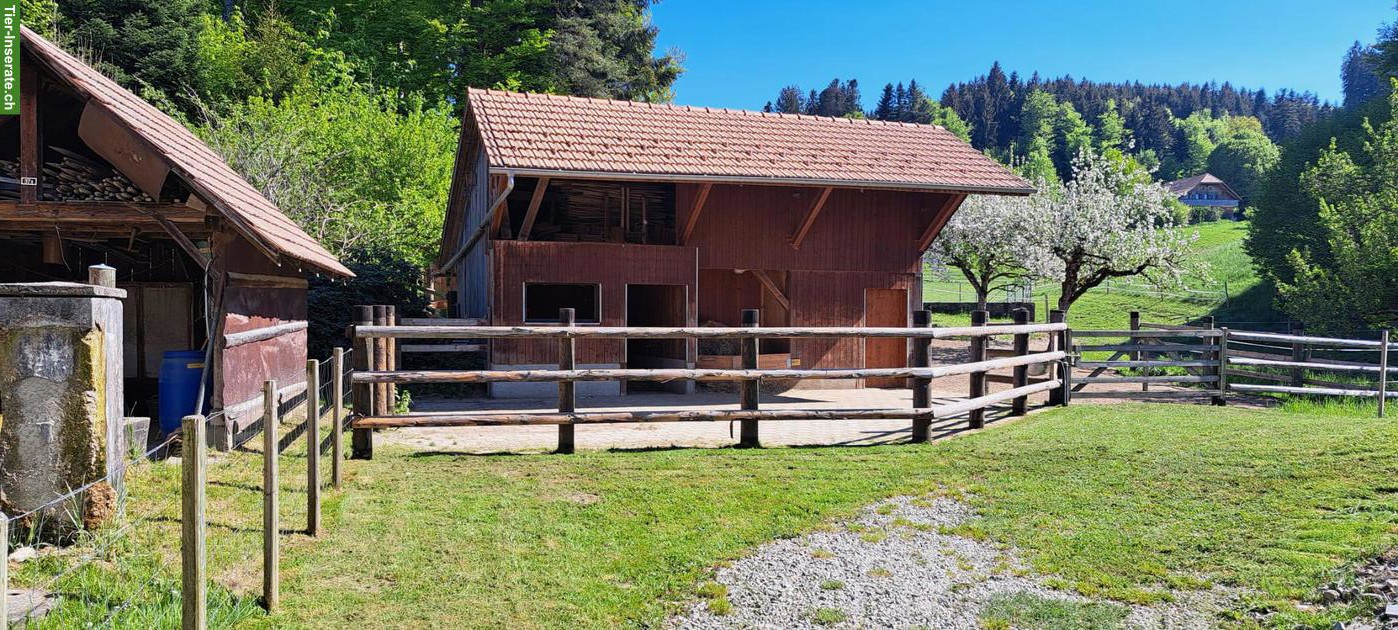 Selbstversorgerstall für max. 3 Pferde in 3150 Schwarzenburg BE