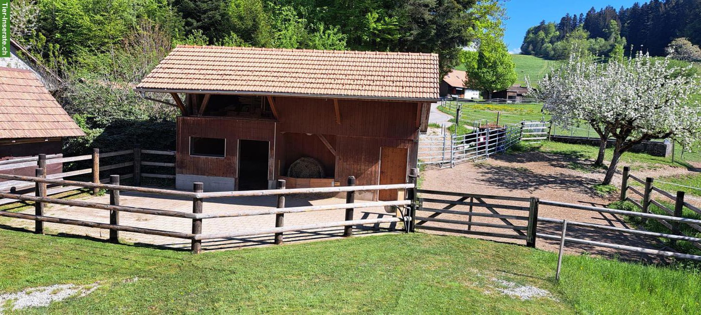 Bild 2: Selbstversorgerstall für max. 3 Pferde in 3150 Schwarzenburg BE