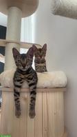 Bengal Kitten Geschwister, reinrassig