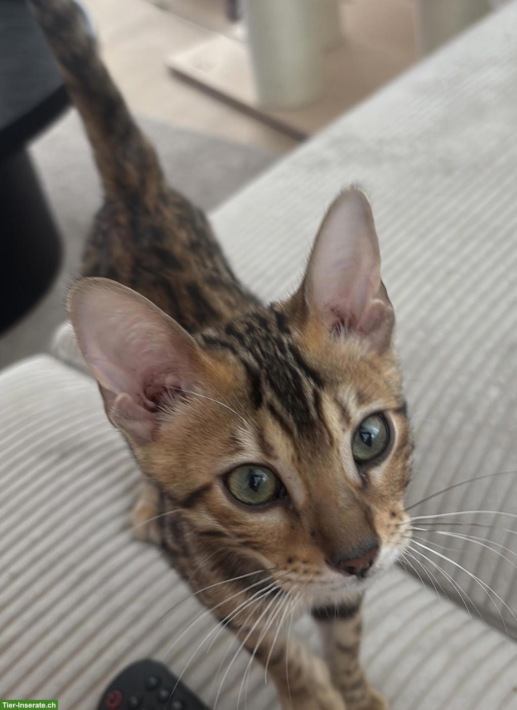 Bild 2: Bengal Kitten Geschwister, reinrassig