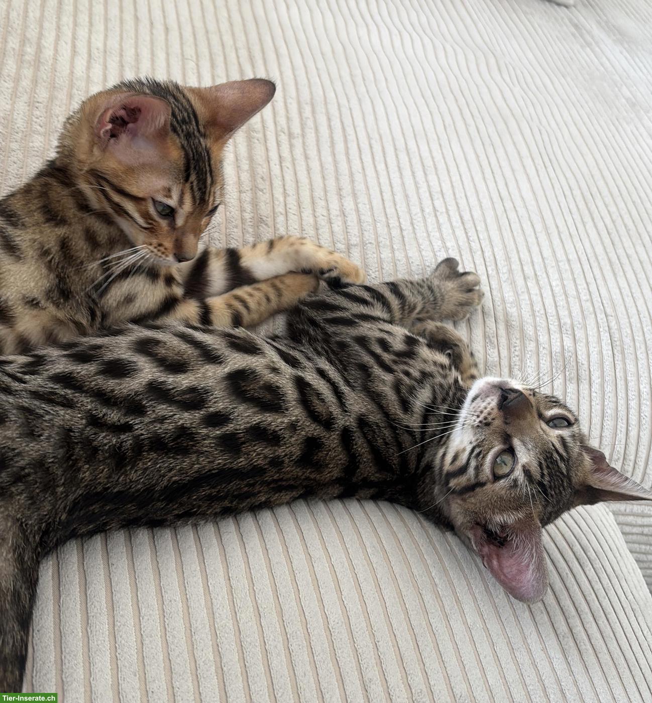 Bild 3: Bengal Kitten Geschwister, reinrassig