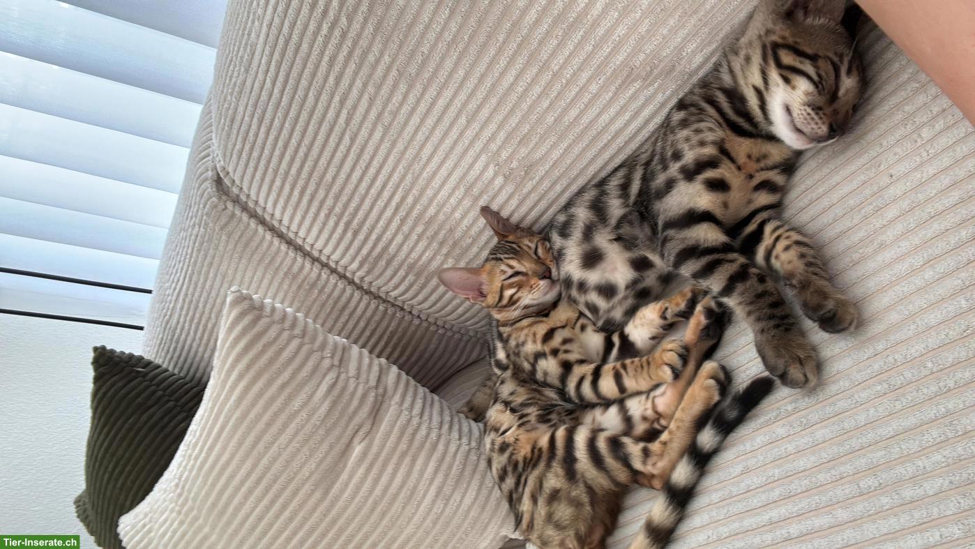 Bild 4: Bengal Kitten Geschwister, reinrassig