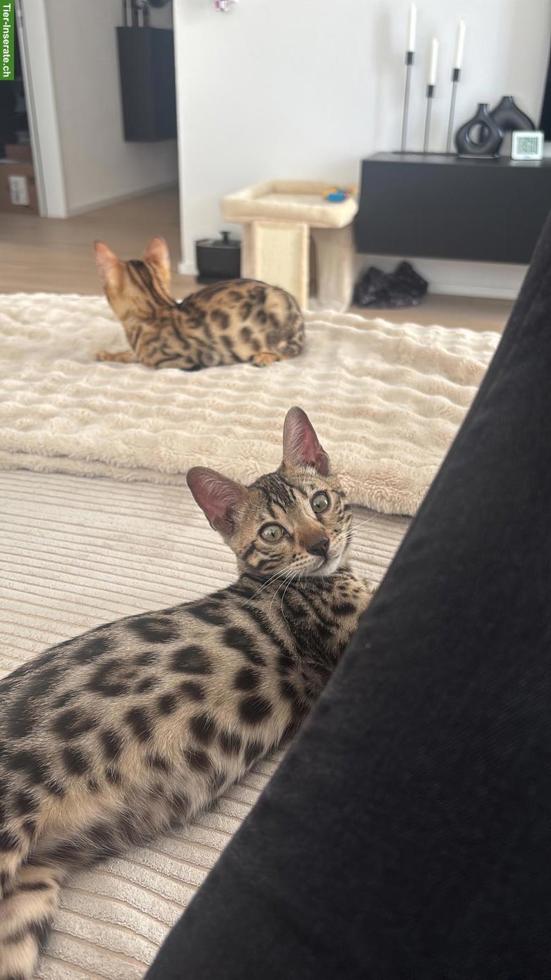 Bild 5: Bengal Kitten Geschwister, reinrassig