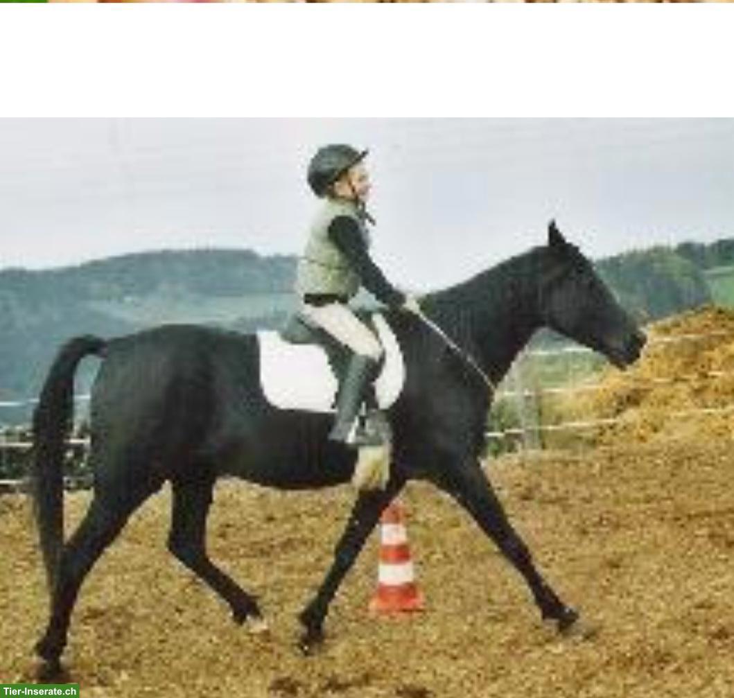 Kleinpferd gesucht für Reitstunden & Reitlager auf Familienbetrieb