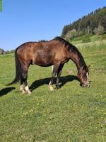 Lieber Schweizer Warmblut Wallach sucht Endplatz