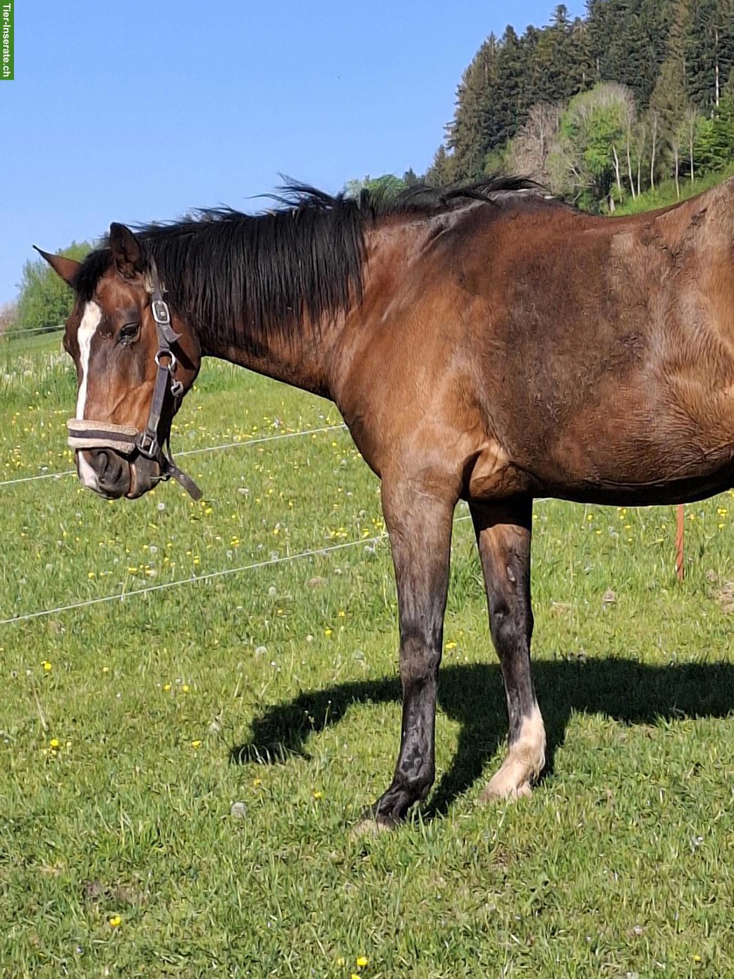 Bild 2: Lieber Schweizer Warmblut Wallach sucht Endplatz