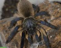 Vogelspinne  Monocentropus balfouri, weiblich