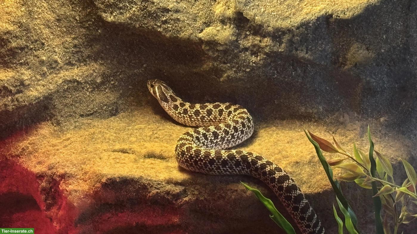 Bild 6: Heterodon nasicus NZ23 0.1.0 mit vollausgestattetem Terrarium