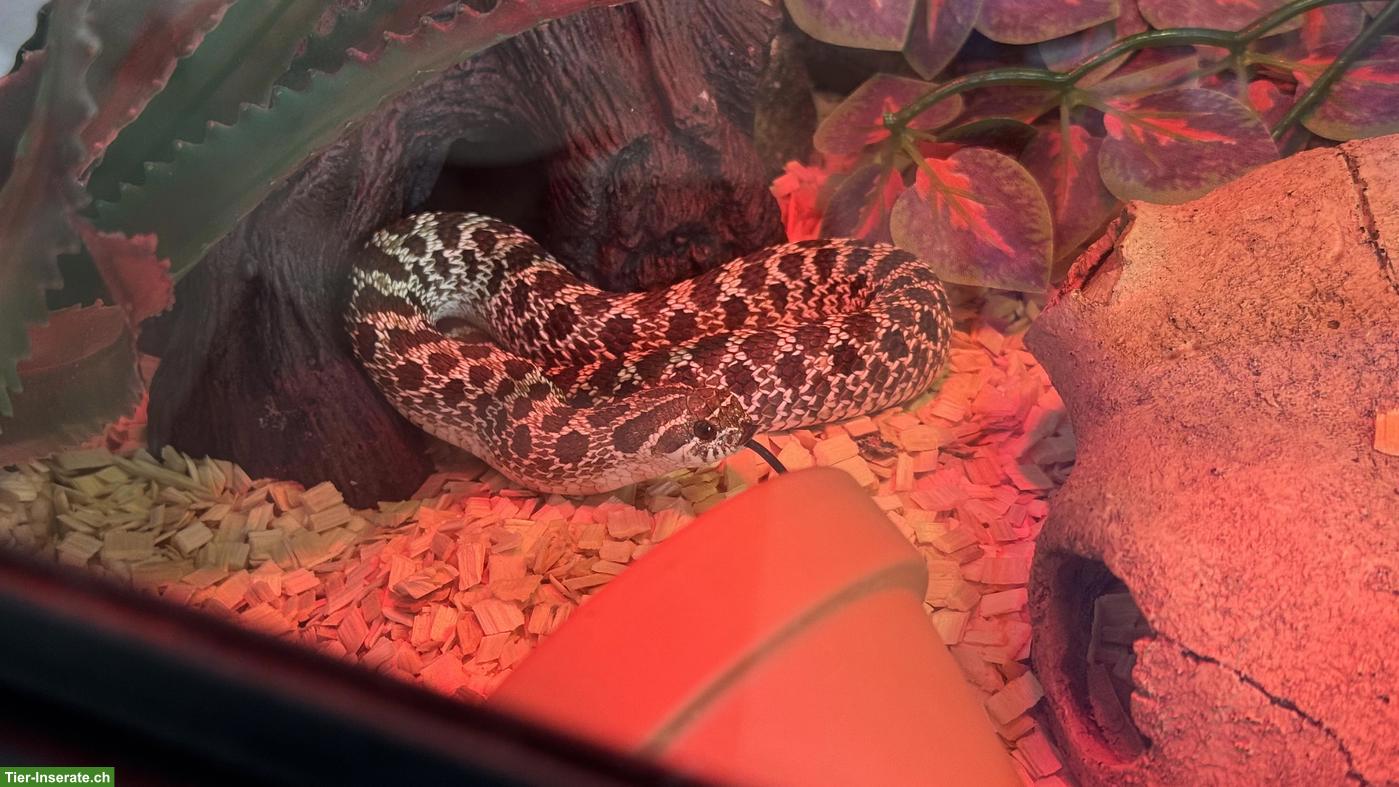 Bild 7: Heterodon nasicus NZ23 0.1.0 mit vollausgestattetem Terrarium