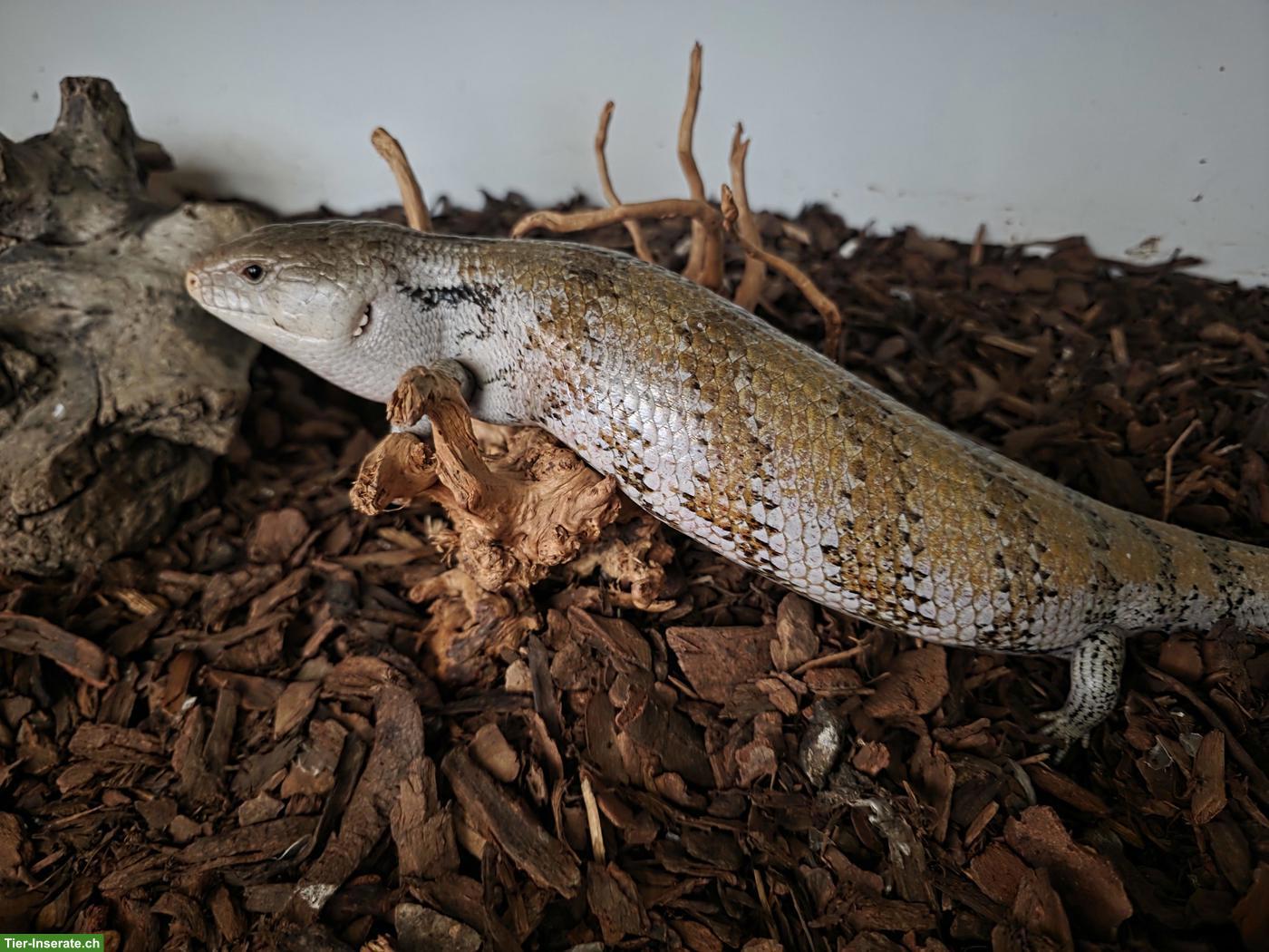 Bild 2: Blauzungenskinke & Bartagame inkl. Terrarium in gute Hände