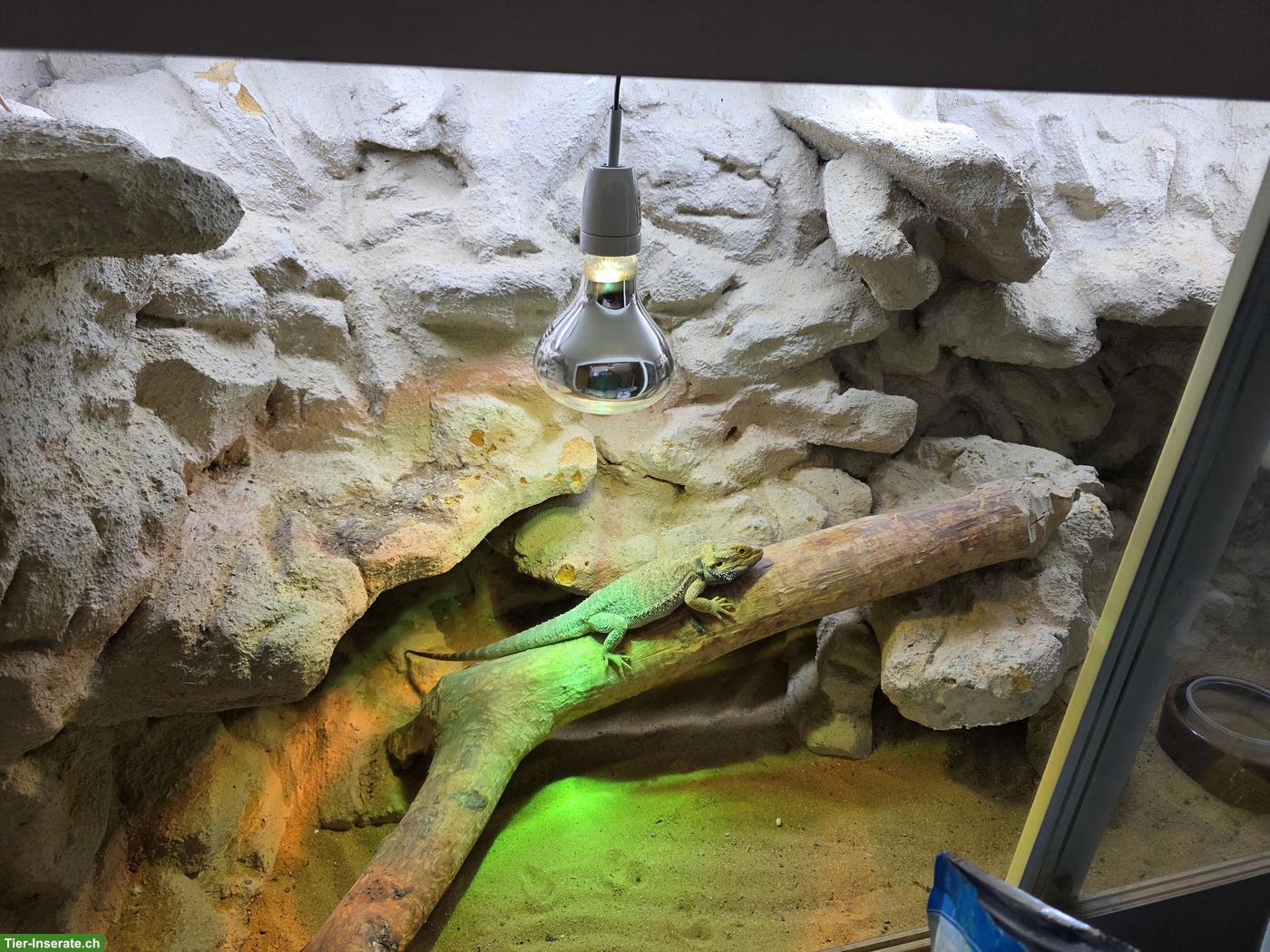 Bild 3: Blauzungenskinke & Bartagame inkl. Terrarium in gute Hände