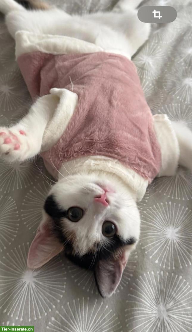 Hauskatze mit Zubehör abzugeben