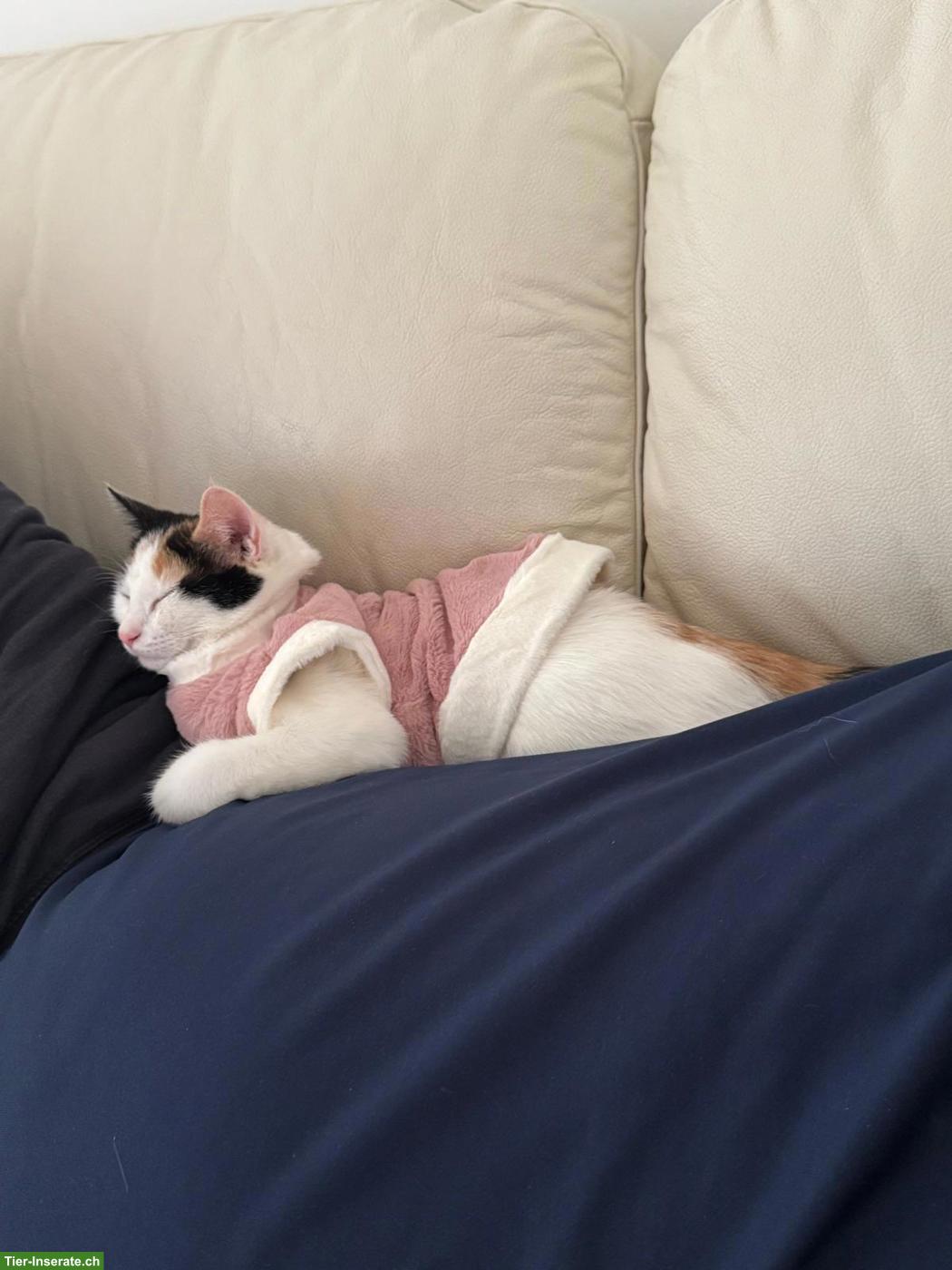 Bild 2: Hauskatze mit Zubehör abzugeben
