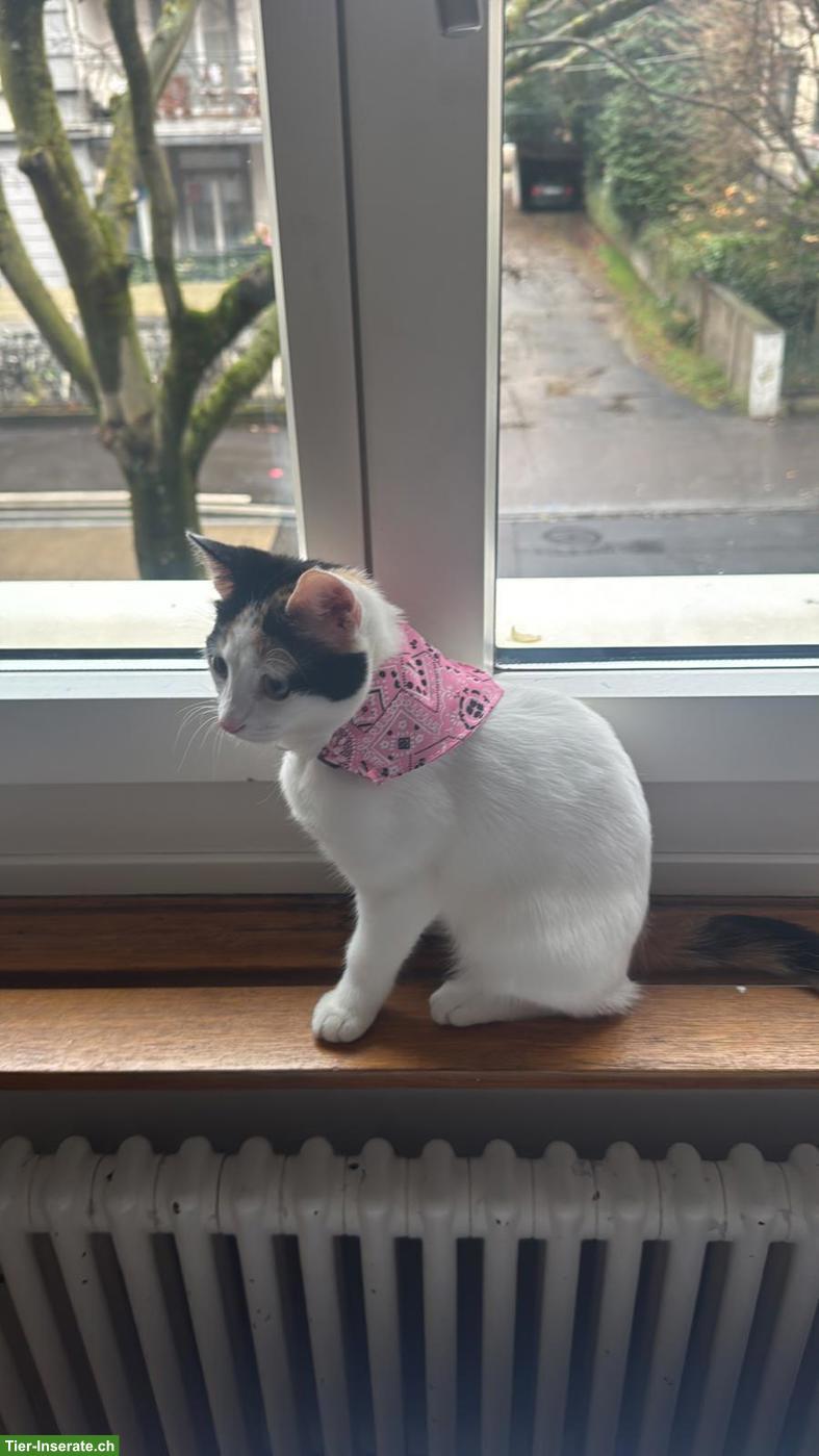 Bild 3: Hauskatze mit Zubehör abzugeben