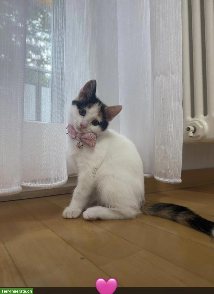 Bild 4: Hauskatze mit Zubehör abzugeben