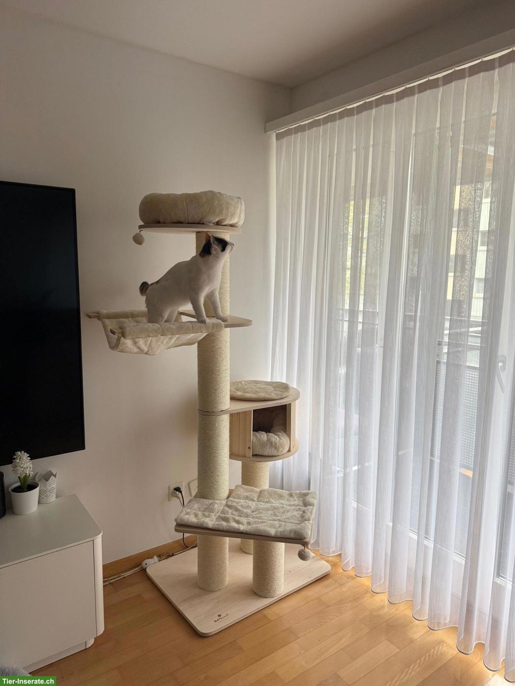 Bild 5: Hauskatze mit Zubehör abzugeben