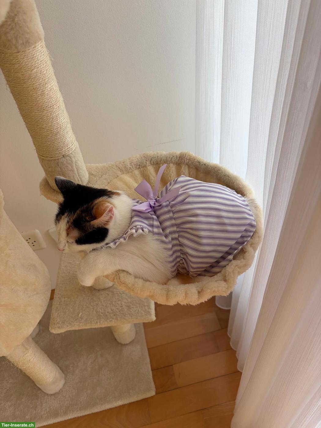 Bild 6: Hauskatze mit Zubehör abzugeben