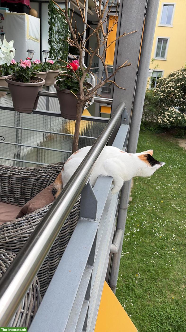 Bild 7: Hauskatze mit Zubehör abzugeben