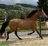 Reitbeteiligung auf lieben Morgan Horse Wallach, Krauchthal BE
