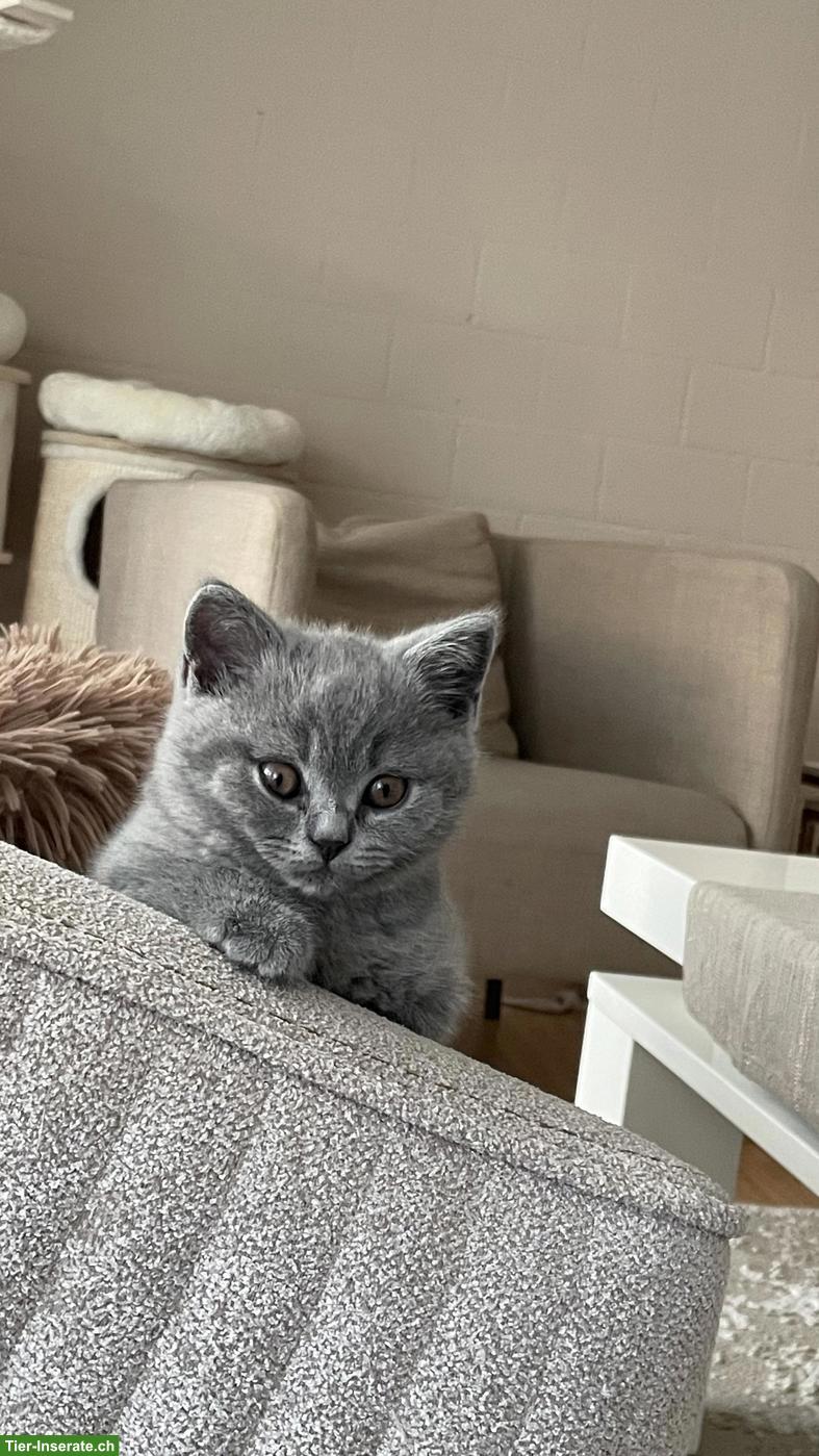 Bild 2: BKH Kitten Blue