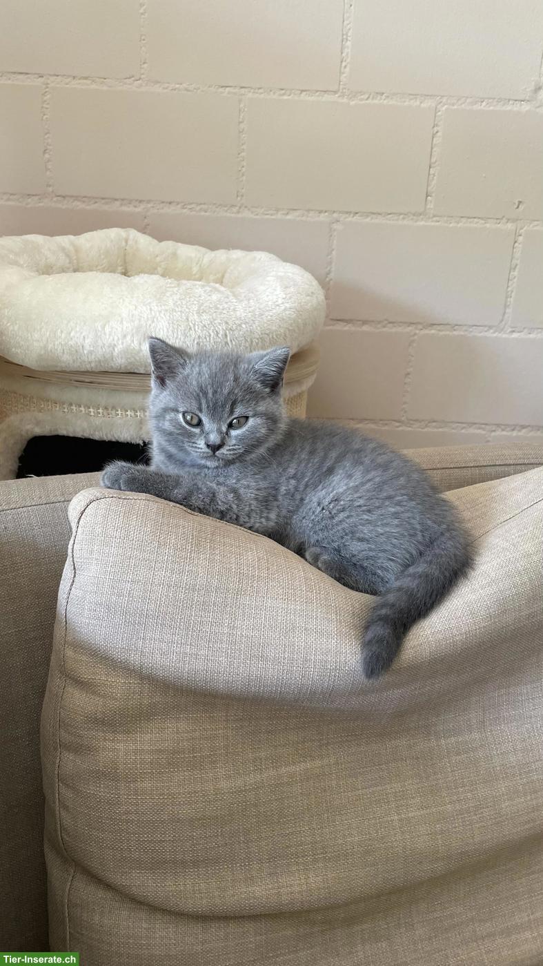 Bild 3: BKH Kitten Blue