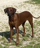Rhodesian Ridgeback Hündin an Top-Platz